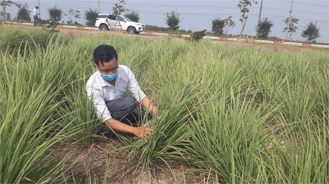 Tiền Giang: Cây sả 